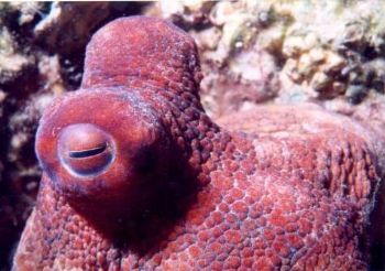 Inquisitive octopus peeking out of a cement block at Blue... by Robyn Churchill 